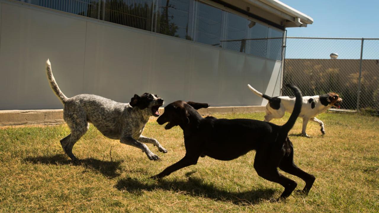 Photo: Three dogs in TRACS play yard