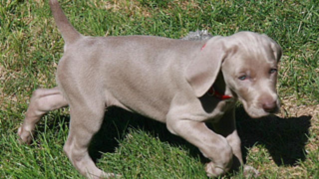 Weimaraner puppy 