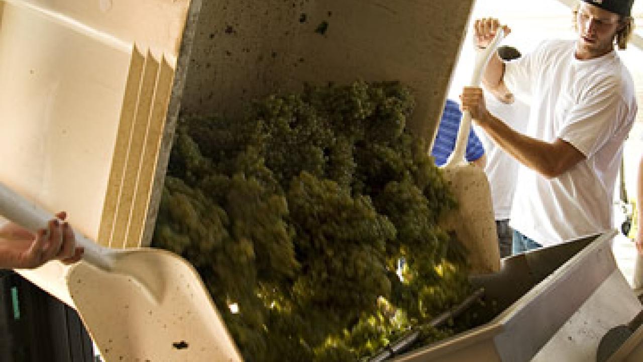 Photo: Man with shovel guiding grapes into a bin