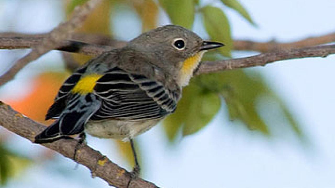 Photo: yellow rumped warbler on a branch