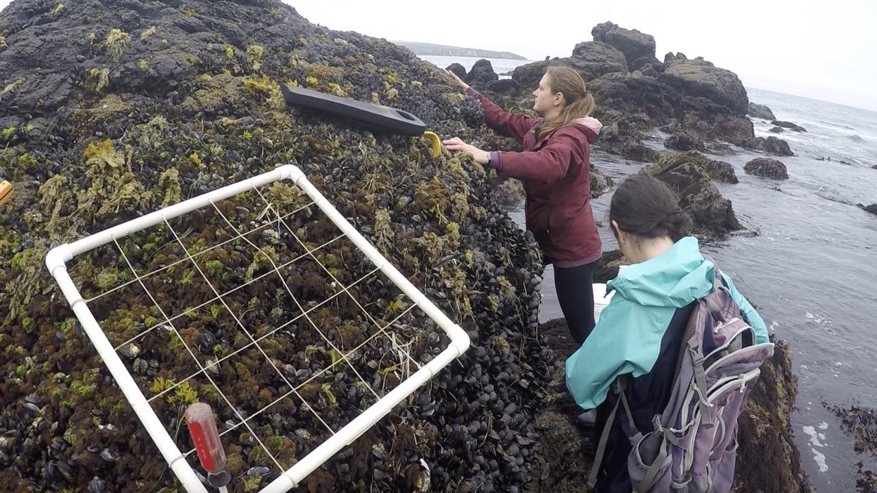 Emily Longman in mauve jacket puts two hands on a rock holding a mussel bed community next to a white PVC tube grid while and Sarah Merolla in blue jacket and backpack stands next to her. 