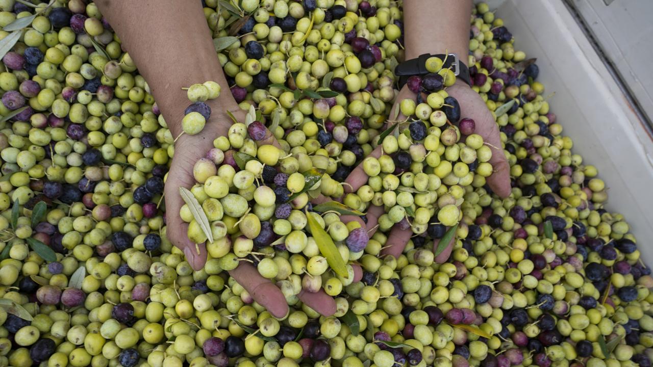 Hands scooping mixed green and purple olives in a bin