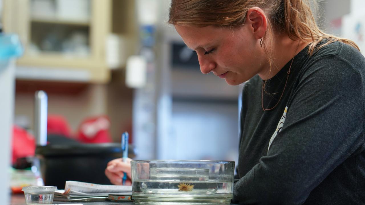 Inside a laboratory setting, Zoe Brumbaugh watches an anemone in a dish next to her and takes notes with a pen and paper. 