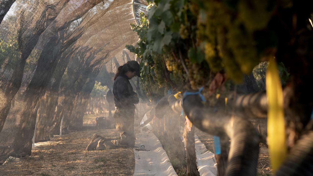 A worker tending to grapevines in a misty vineyard during sunrise.