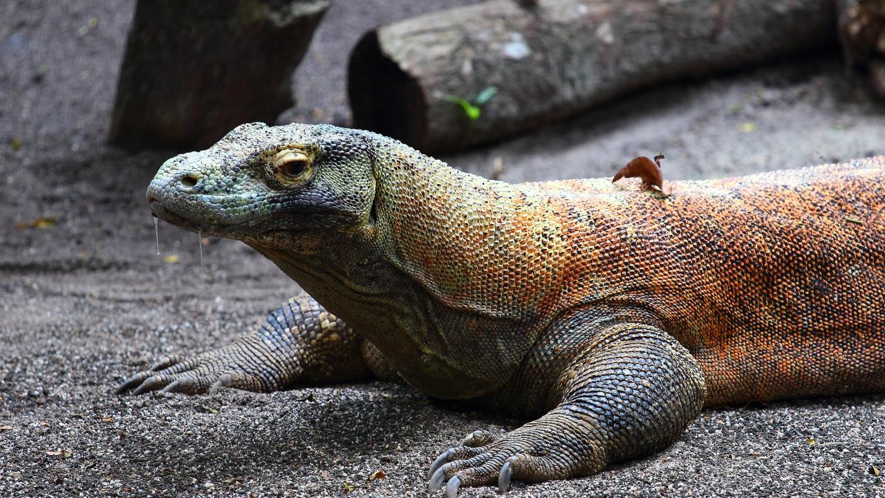 Head and forelegs of a large, green/brown lizard lying on gravel with its head held up. 