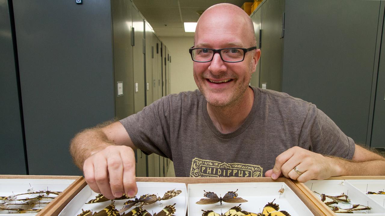 Alex Wild with some pinned butterflies