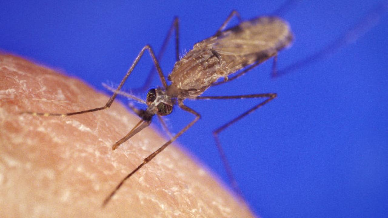 An insect with thin legs and a long sharp snout stands on skin against a blue background. 