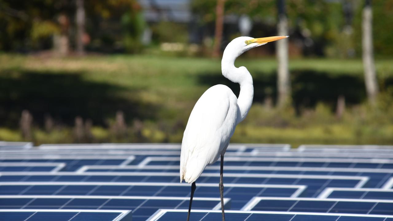 Great Egret rests atop solar panels over water with grass and trees in background
