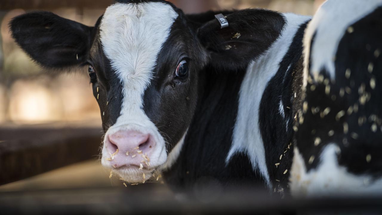 up close picture of a cow