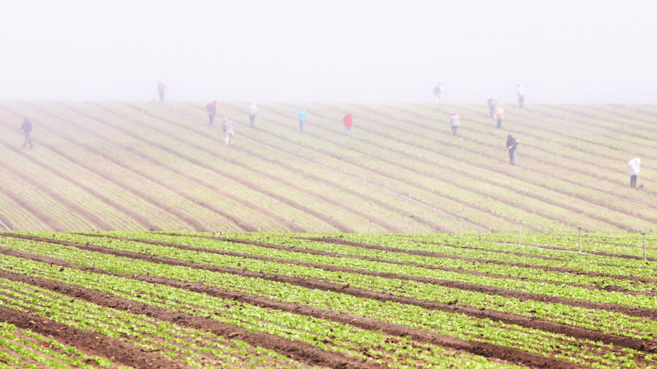 Farmworkers on a misty field from far away