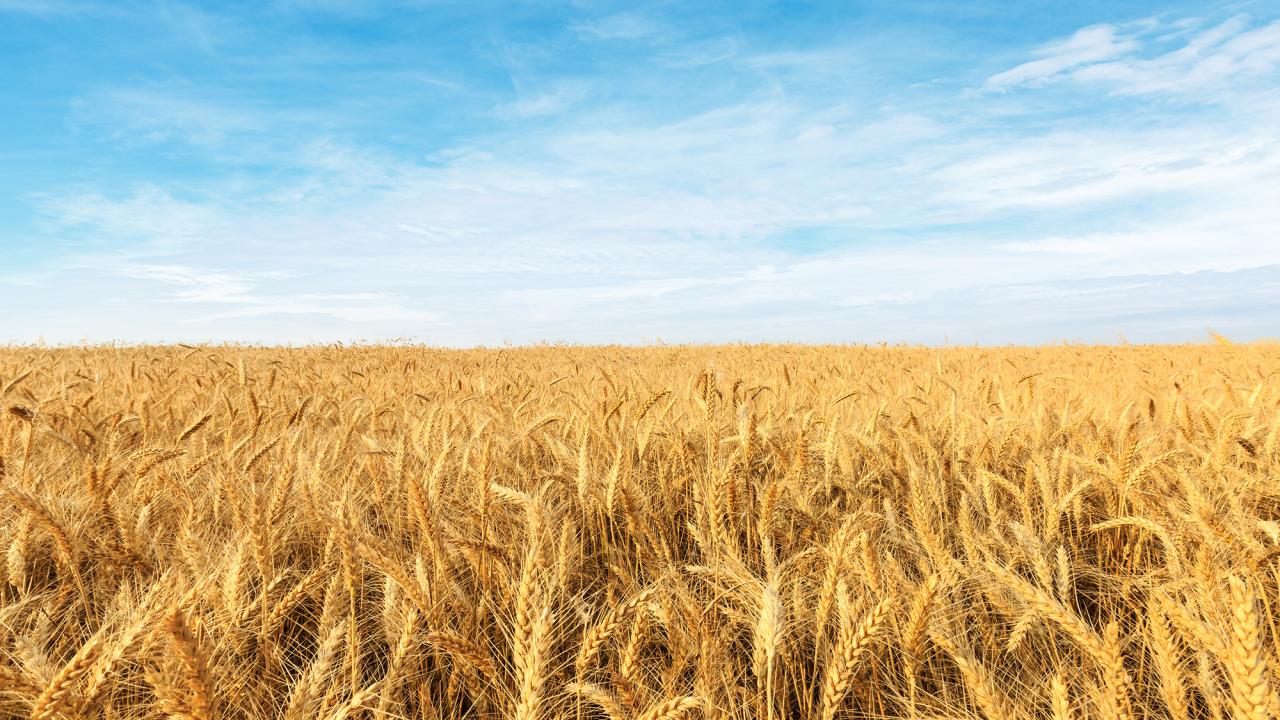 Field of wheat under blue sky