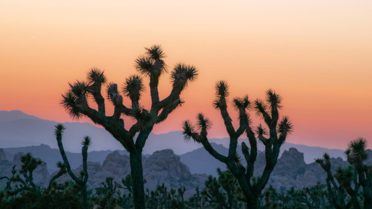 peach and purple sunset over Joshua tree silhouettes