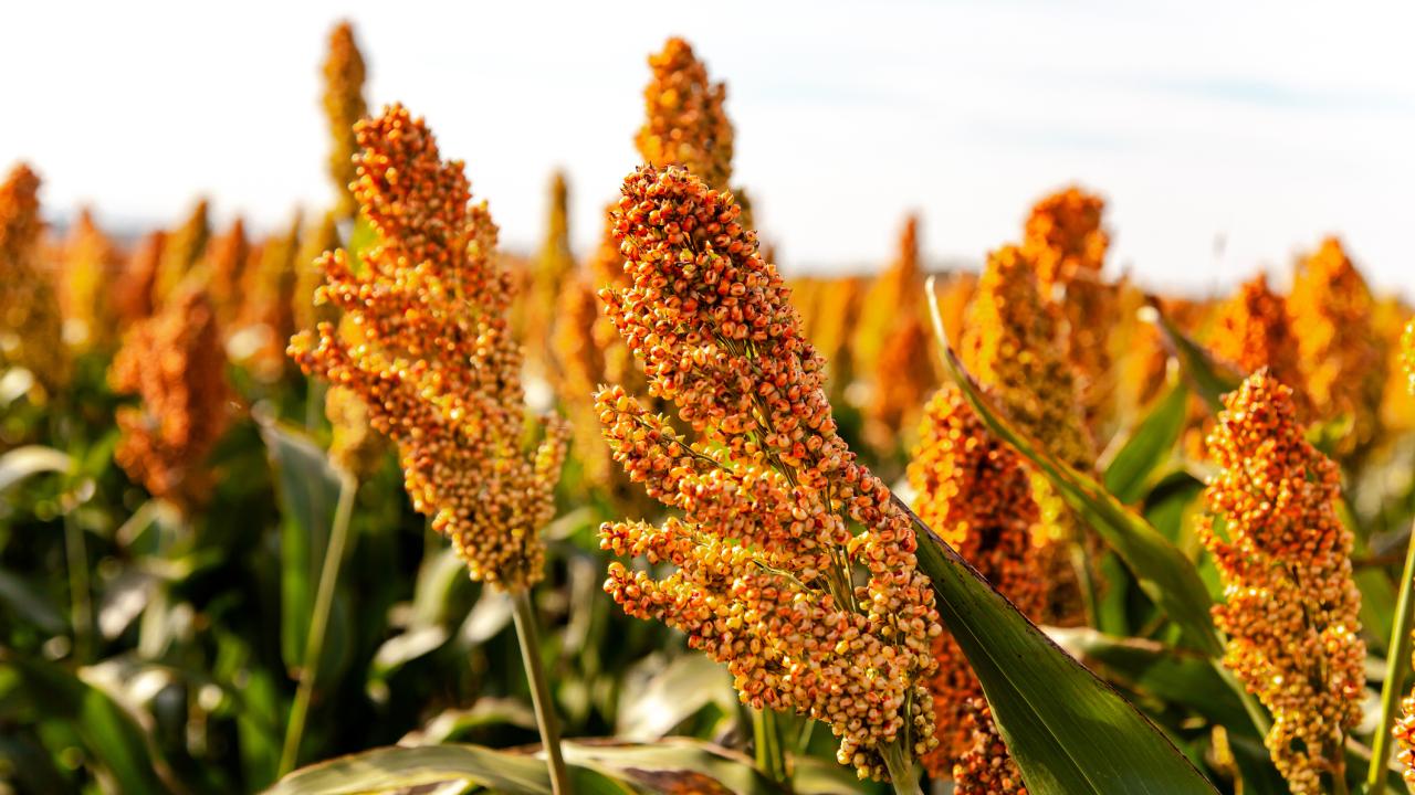 A field of grains with orange-red seed heads. 