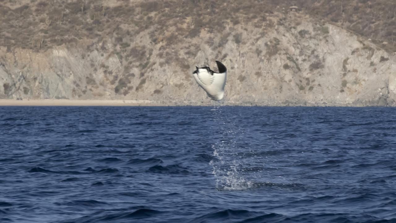 A ray leaping out of blue ocean against a grey/brown coastline. 