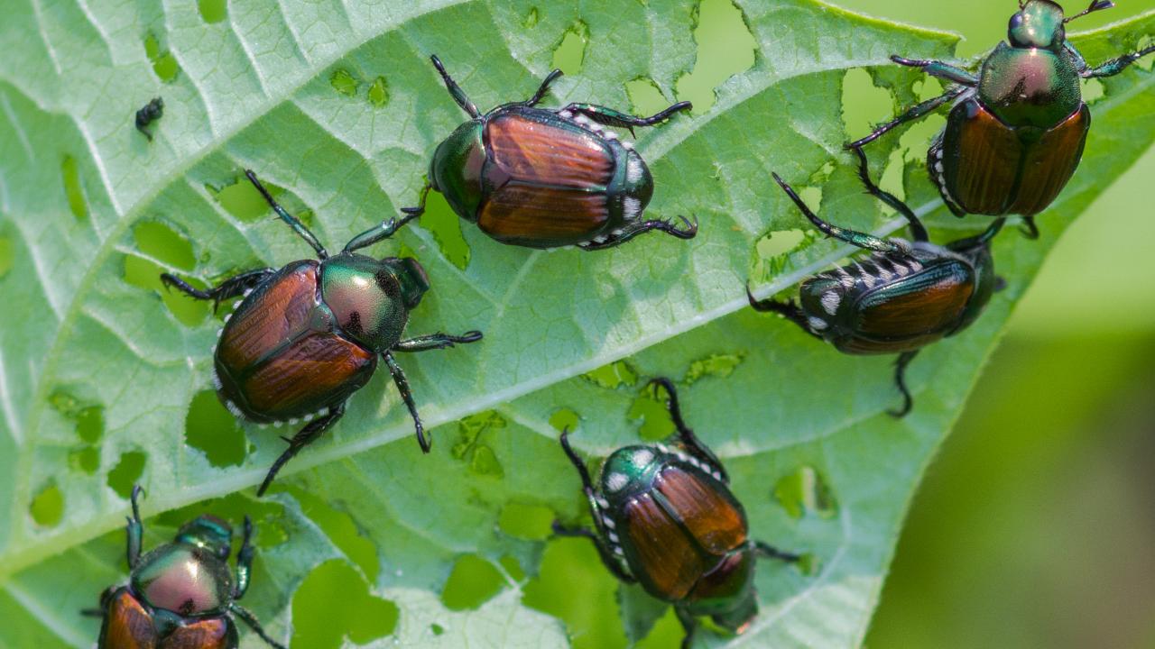 A cluster of six shiny brown beetles on a green leaf with noticeable leaf damage.