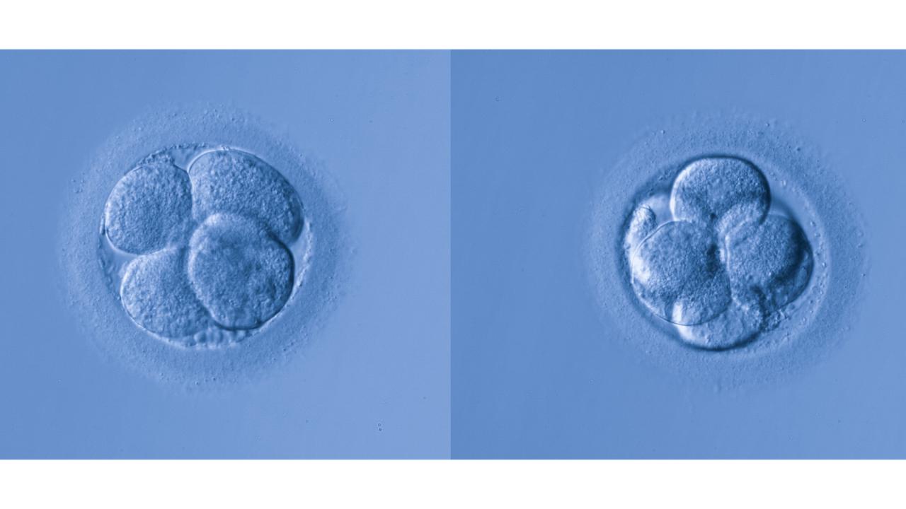 Two translucent blobs against a light blue background. 