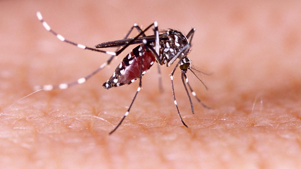 A mosquito on human skin. 