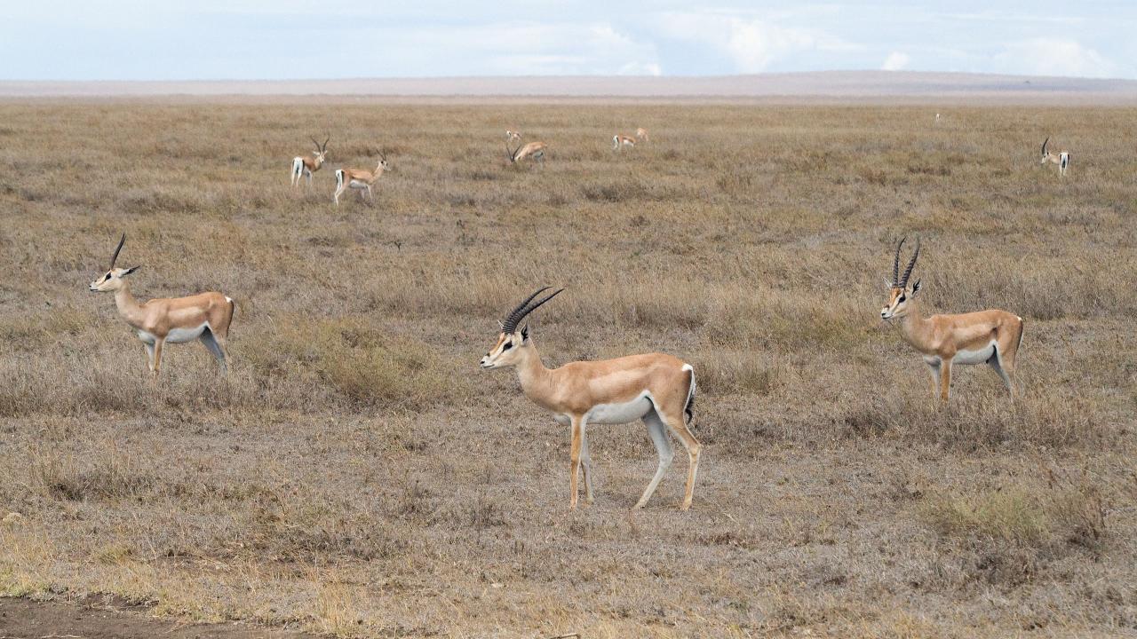 A herd of several deer-like horned animals on grassland