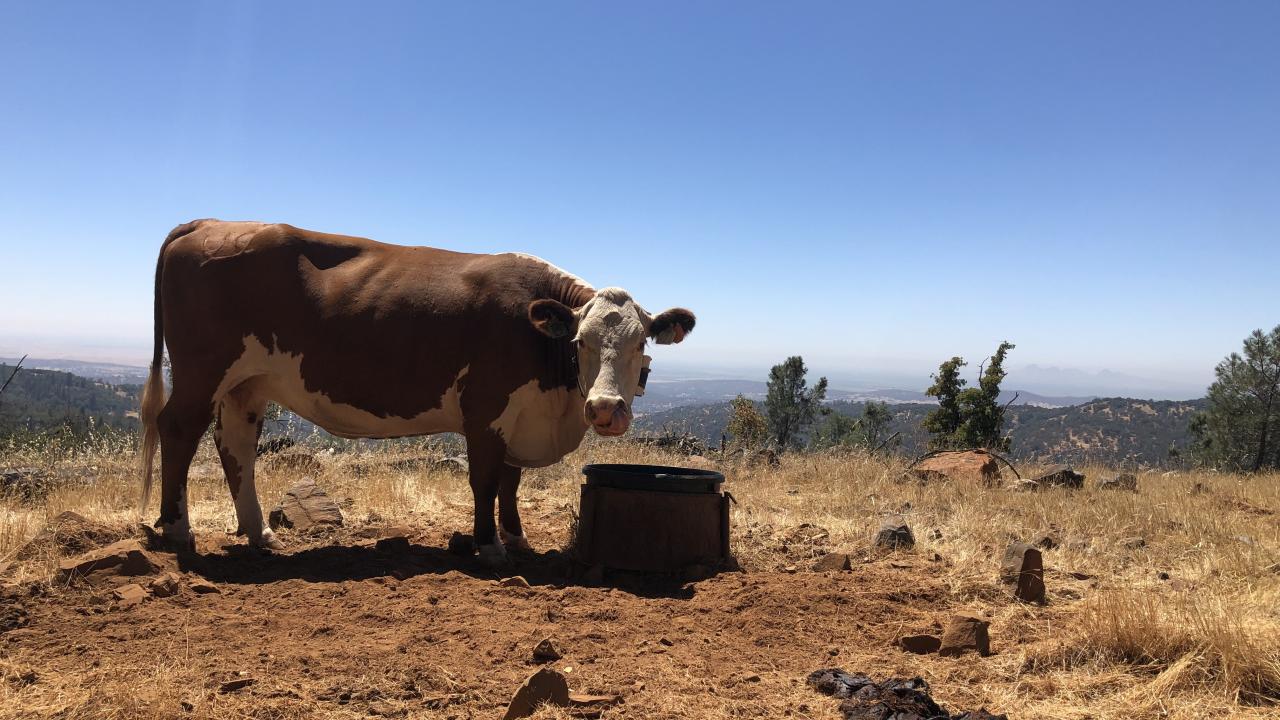 A cow at the Sierra Foothill Research and Extension Center in Browns Valley.