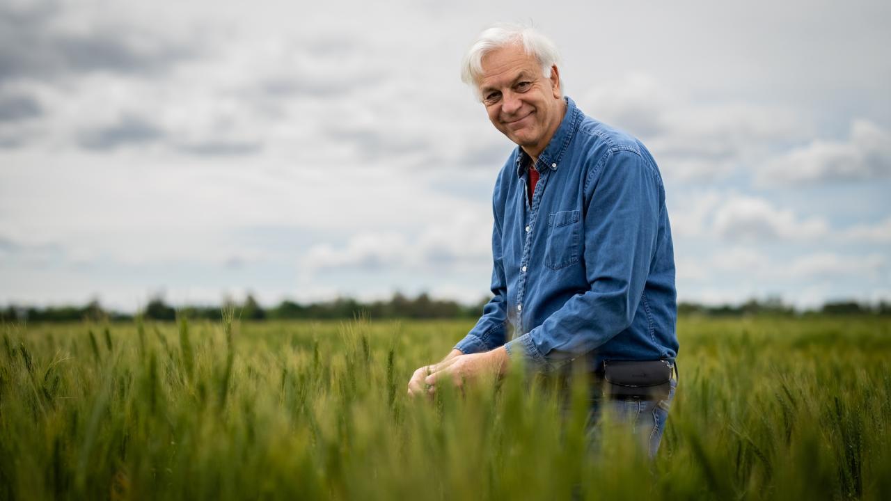 Smiling older man in blue shirt standing in green wheat field under cloudy sky. Jorge Dubkovsky, distinguished professor in the UC Davis Department of Plant Sciences, pictured here in the wheat fields at UC Davis.  (Jael Mackendorf / UC Davis) 