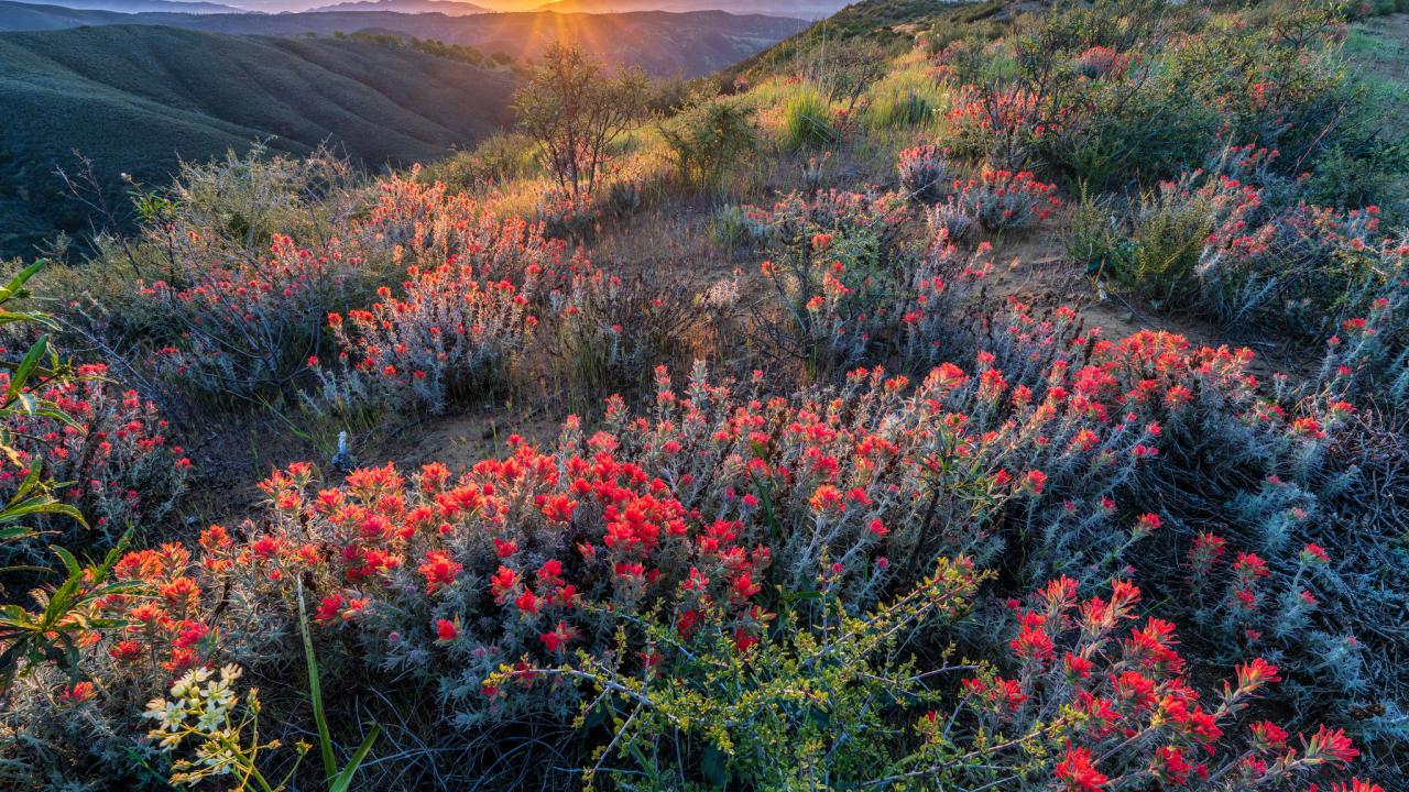 sun hovers above purple mountain tops in background while orange-red wildflowers blanket a ridge in the foreground at Molok Luyuk in  California