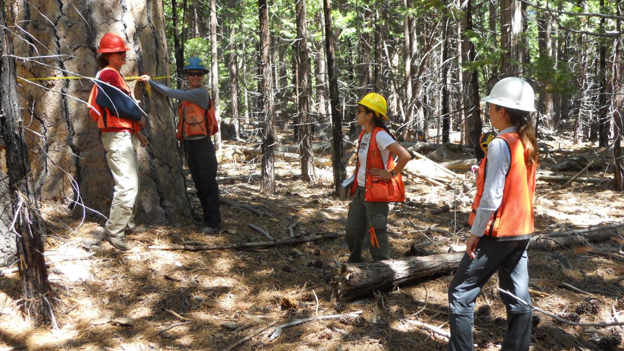 Man in blue hard hat smiles while holding a yellow measuring tape wrapped around an enormous ponderosa pine tree in forest. Woman in orange hard hat and vests stands next to him. Two others observe.  