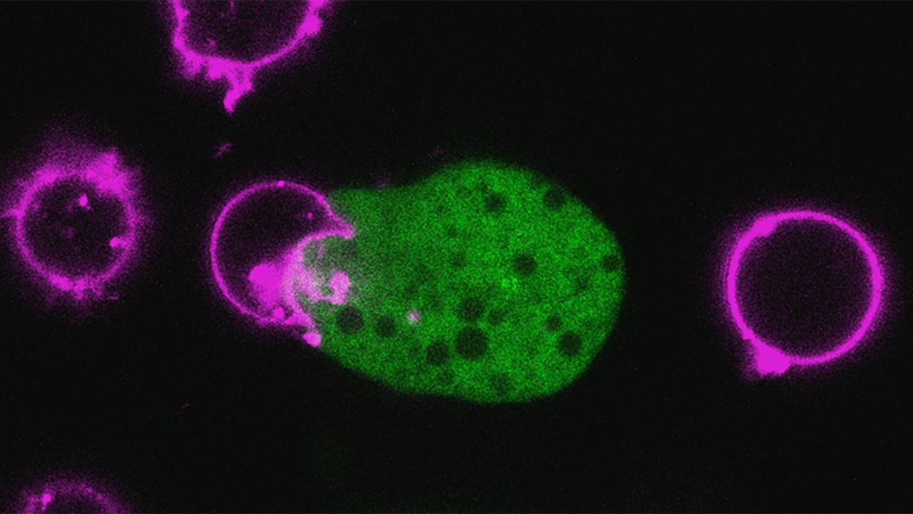 A green blob in center of image is attached to a pink circle to the left. There are three other pink circular shapes nearby. The background is black. 