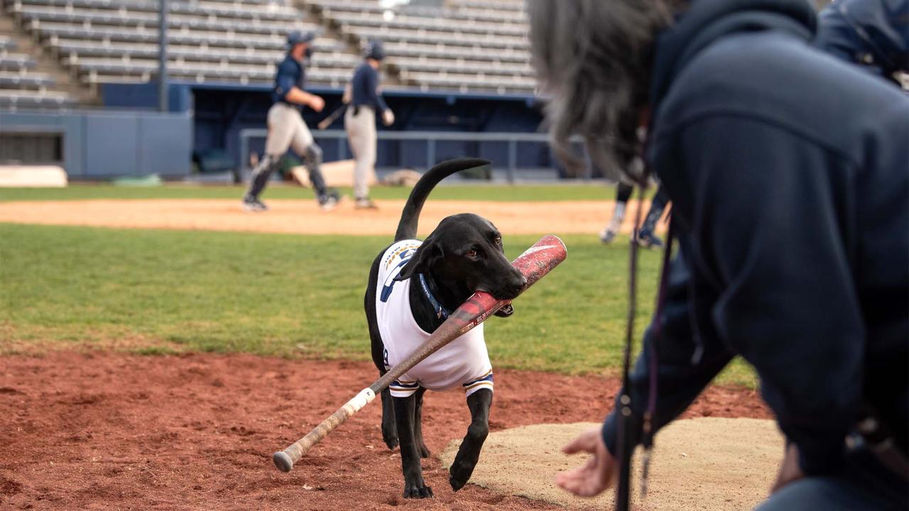 Cori the dog carries a baseball bat toward the outstretched hand of Lisa Tell.