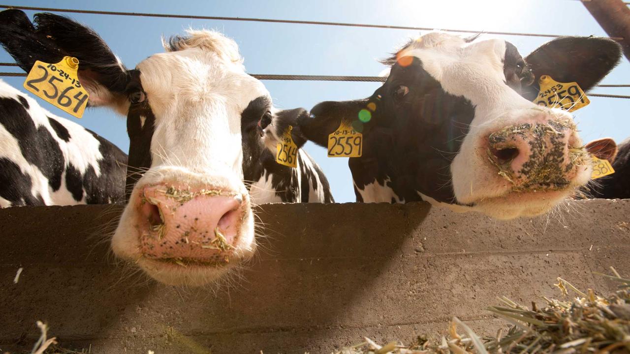 Low-angle photo of two dairy cows poking their heads through the fence toward the camera at a dairy barn.