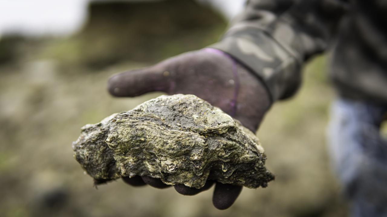 Gloved hand holding a large oyster shell 