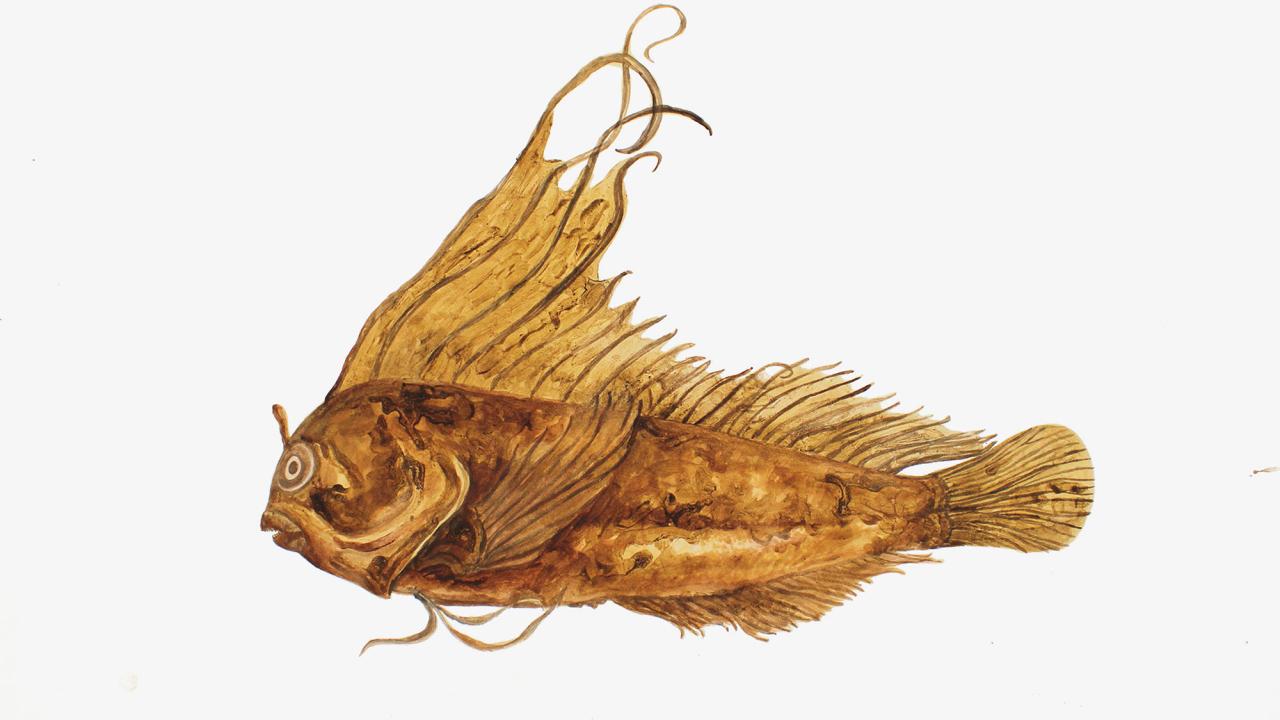 Gold-colored fish on white background
