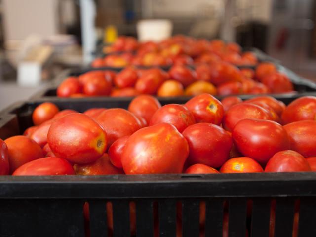 Bin of tomatoes