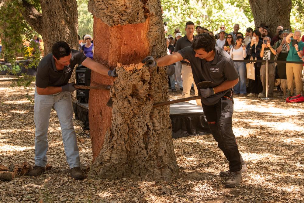Carlos Ferreira (left) and Joao Ferreira (right), skilled craftspeople from Portugal, demonstrate the process of cork harvesting by stripping the bark of a cork oak treeas students in the “Technology and Winery Systems” class, regional wine industry stakeholders, and various campus affiliates look on. (Gregory Urguiaga/UC Davis)