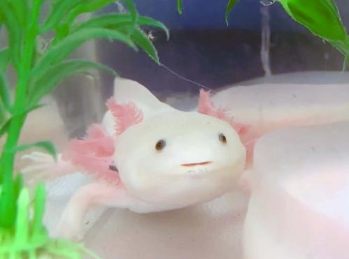 Photo of axolotl