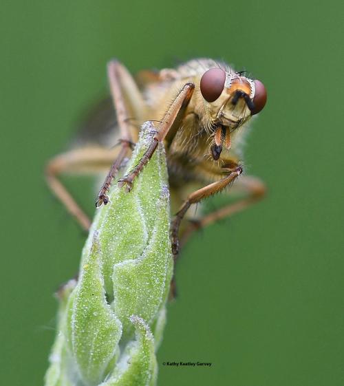 Golden dung fly, perched on a lavender stem, with big eyes appearing as they are starting at the photographer