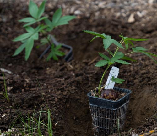 Saplings before planting