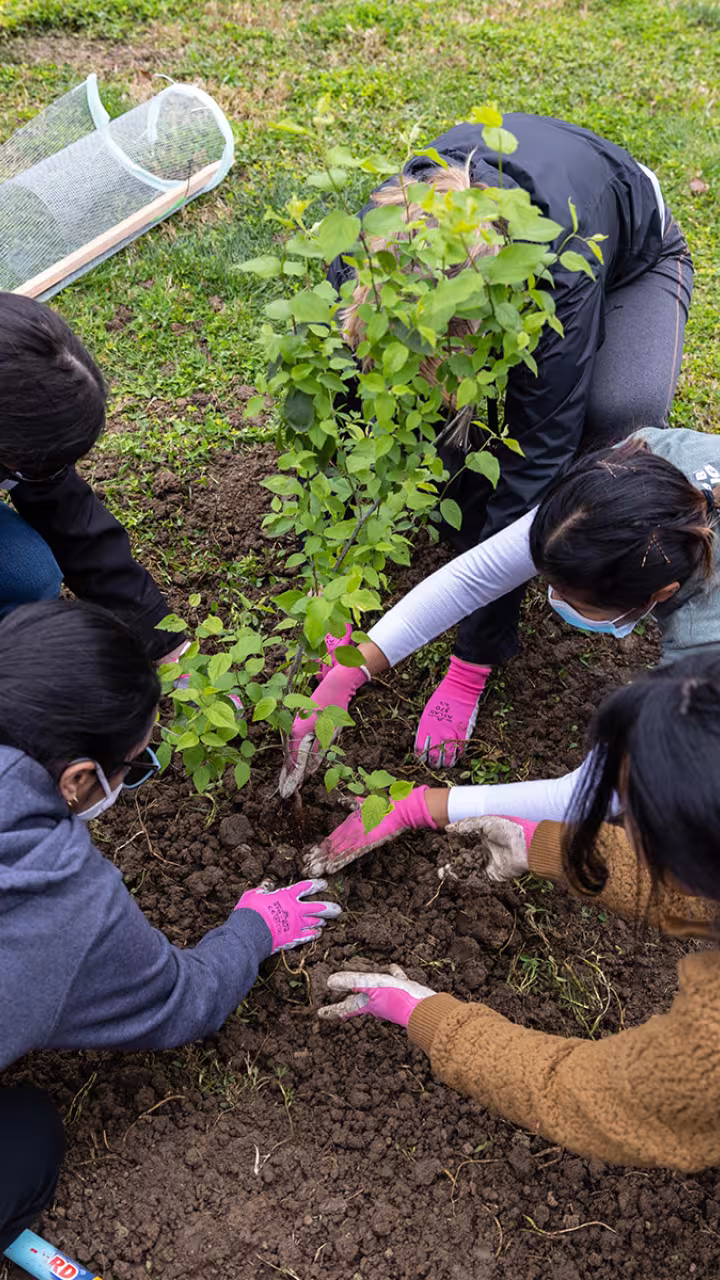Planting a tree on campus