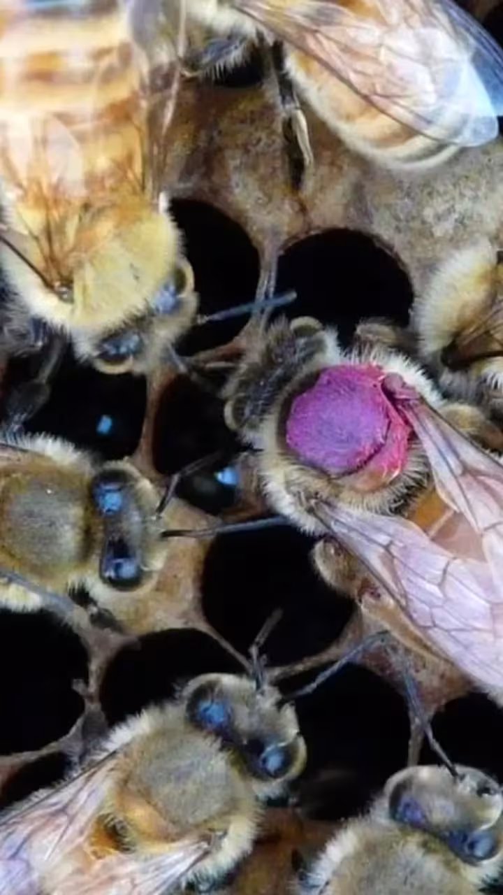 Close-up photo of honeybees on honeycomb with a pink-marked queen bee
