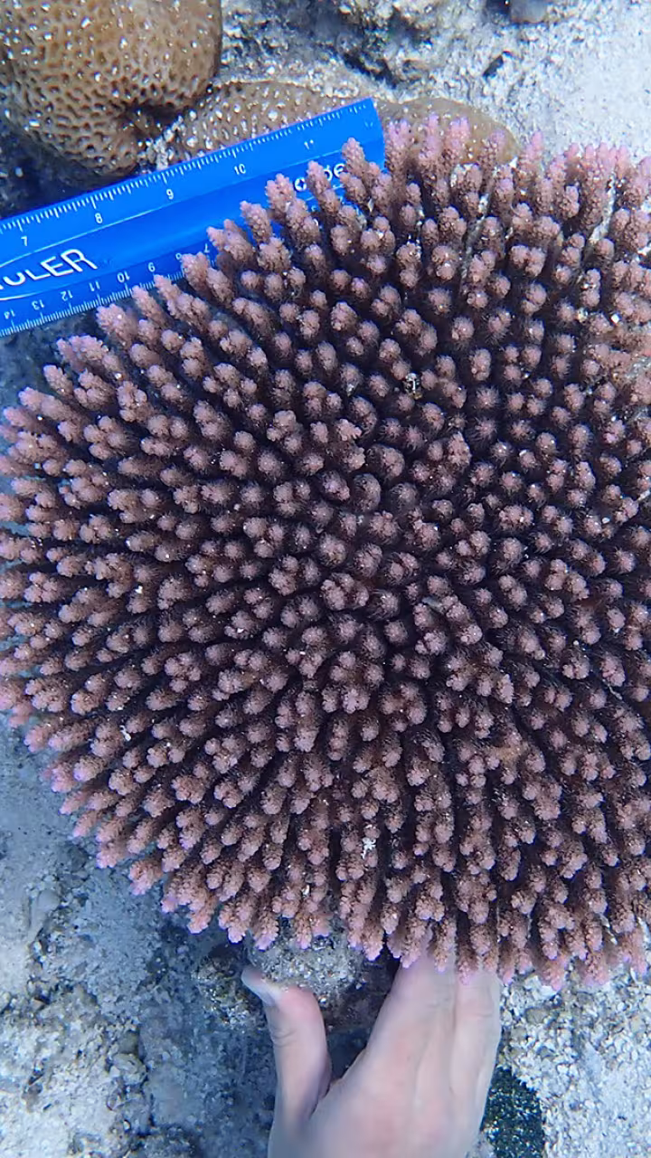 Assessing coral health with a color chart