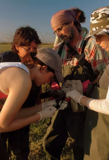 Four focused researchers in chest waders inspect a sample in a sunlit marsh