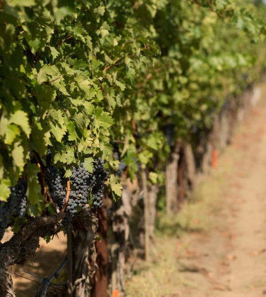 Grapes growing in a vineyard