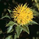 Safflower