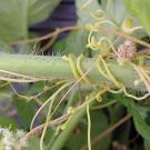 Photo: a host plant with several vines wrapped around the stem