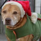 Dog in a Santa hat and green coat