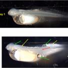 The top fish is a normal striped bass larva from hatchery mother. The bottom fish is an abnormal striped bass larva from a river mother. The green arrows indicate areas of abnormal fluid accumulation, yellow areas indicate blistering and dead ti