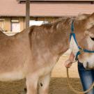 Photo: Jessica Ash with Action Jackson at barn.