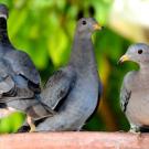 Three pidgeons 