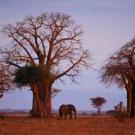 Grove of African baobab trees with an elephant near one