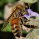Photo: Honey bee collecting nectar from a flower