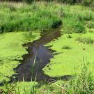 Stream with algae on the edges